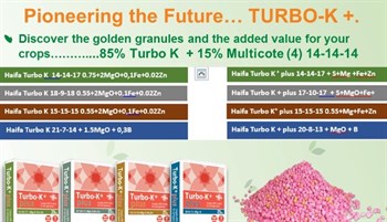 Haifa Turbo-K™ Plus - Innovation in plant nutrition