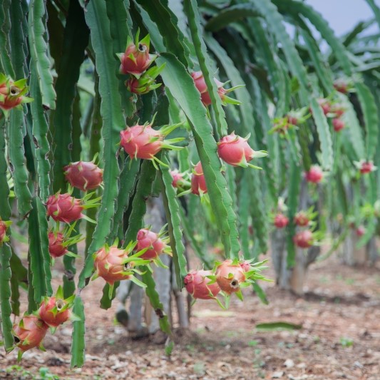 Pitaya ("Dragon Fruit")