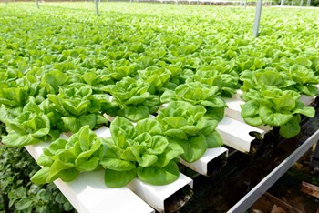 Agronomic Q&A: Which Haifa fertilizers are recommended for hydroponics?
