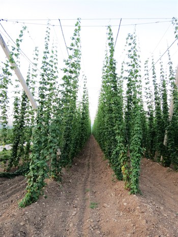 The plant that makes beer taste |