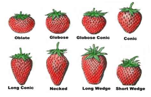 Strawberry Crop - Haifa