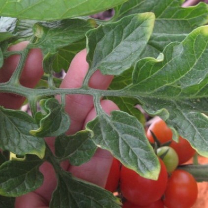 Potassium deficiency in tomato