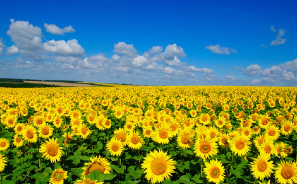 Image of Field of sunflowers fertilized