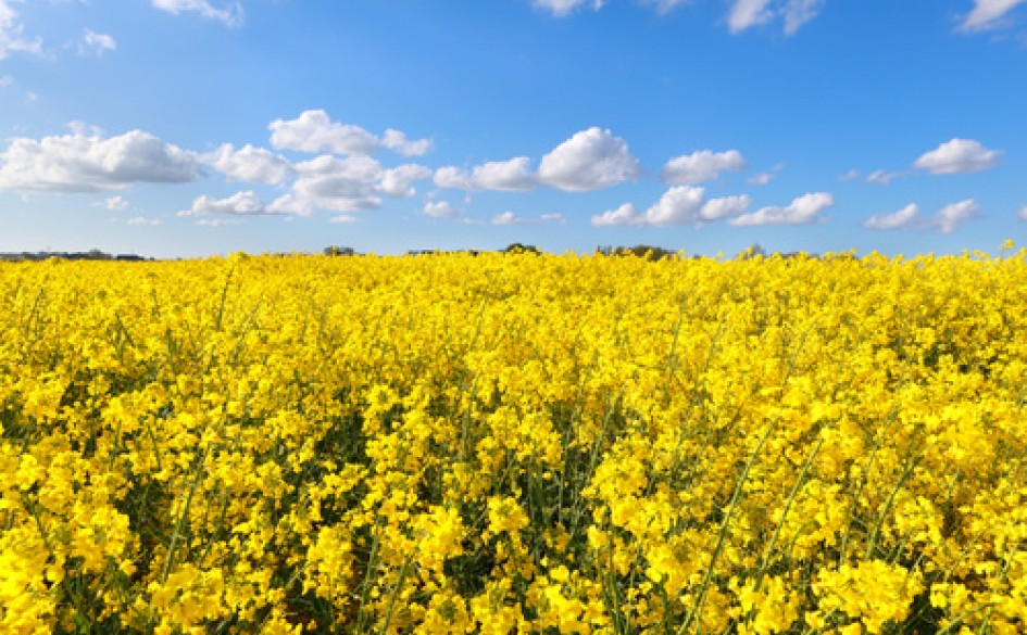 Growing Our Oilseed Research | Haifa Group